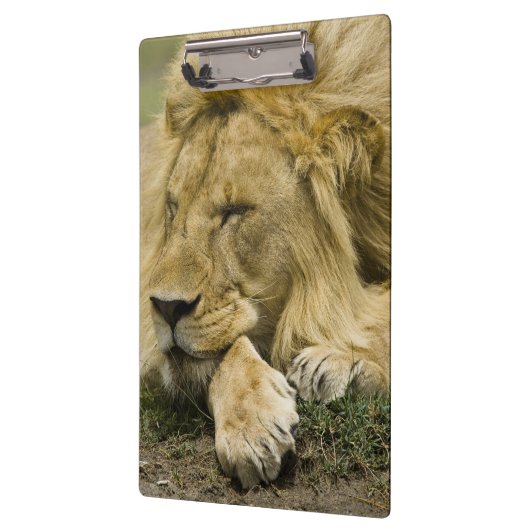 Afrikaanse leeuw, Panthera leo, in slaap gevallen Klembord (Links)
