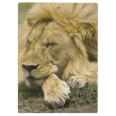 Afrikaanse leeuw, Panthera leo, in slaap gevallen Klembord (Achterkant)