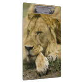 Afrikaanse leeuw, Panthera leo, in slaap gevallen Klembord (Rechts)