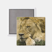 Afrikaanse leeuw, Panthera leo, in slaap gevallen Magneet (Voorkant / Achterkant)