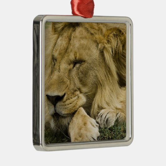 Afrikaanse leeuw, Panthera leo, in slaap gevallen Metalen Ornament (Rechts)