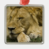 Afrikaanse leeuw, Panthera leo, in slaap gevallen Metalen Ornament (Voorkant)