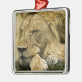 Afrikaanse leeuw, Panthera leo, in slaap gevallen Metalen Ornament (Links)