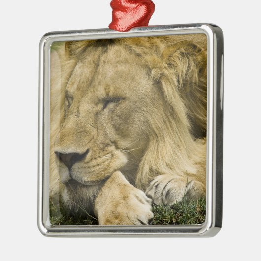 Afrikaanse leeuw, Panthera leo, in slaap gevallen Metalen Ornament (Links)