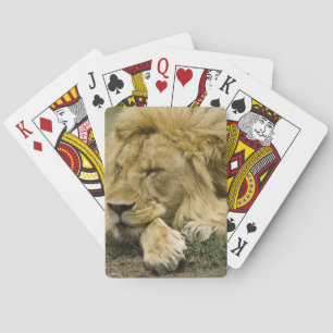 Afrikaanse leeuw, Panthera leo, in slaap gevallen Pokerkaarten