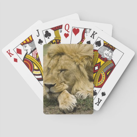 Afrikaanse leeuw, Panthera leo, in slaap gevallen Pokerkaarten (Achterkant)
