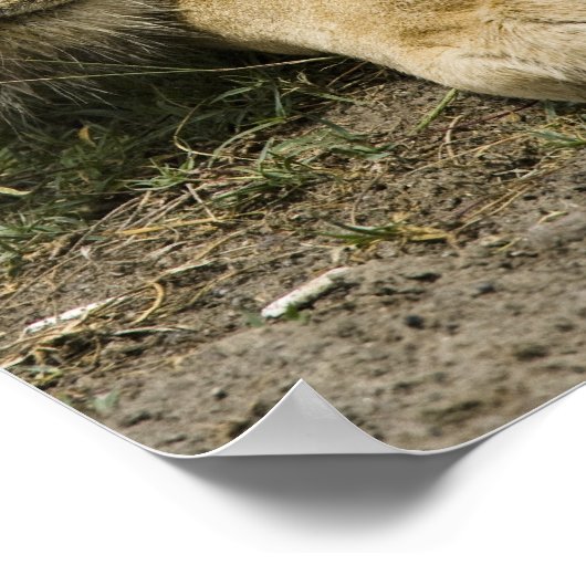 Afrikaanse leeuw, Panthera leo, in slaap gevallen Poster (Hoek)