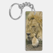 Afrikaanse leeuw, Panthera leo, in slaap gevallen Sleutelhanger (Voorkant Links)