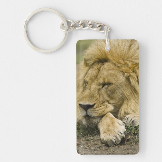 Afrikaanse leeuw, Panthera leo, in slaap gevallen Sleutelhanger (Voorkant)