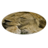 Afrikaanse leeuw, Panthera leo, in slaap gevallen Snijplank (Hoek)