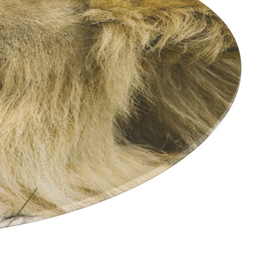 Afrikaanse leeuw, Panthera leo, in slaap gevallen Snijplank (Hoek)