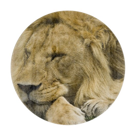 Afrikaanse leeuw, Panthera leo, in slaap gevallen Snijplank (Voorkant)