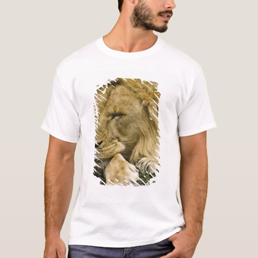 Afrikaanse leeuw, Panthera leo, in slaap gevallen T-shirt (Voorkant)