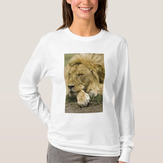 Afrikaanse leeuw, Panthera leo, in slaap gevallen T-shirt (Voorkant)