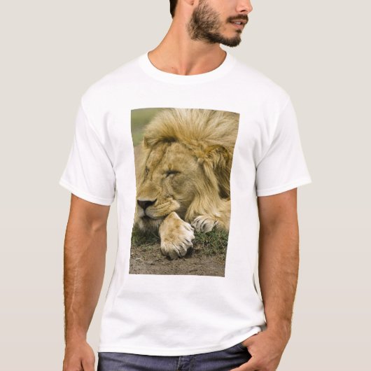 Afrikaanse leeuw, Panthera leo, in slaap gevallen T-shirt (Voorkant)