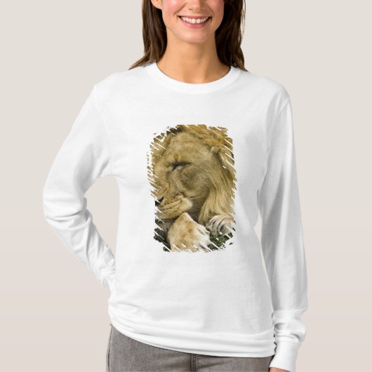 Afrikaanse leeuw, Panthera leo, in slaap gevallen T-shirt (Voorkant)