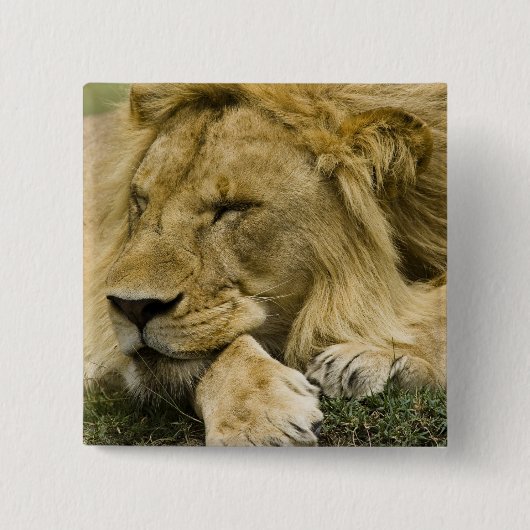 Afrikaanse leeuw, Panthera leo, in slaap gevallen Vierkante Button 5,1 Cm (Voorkant)