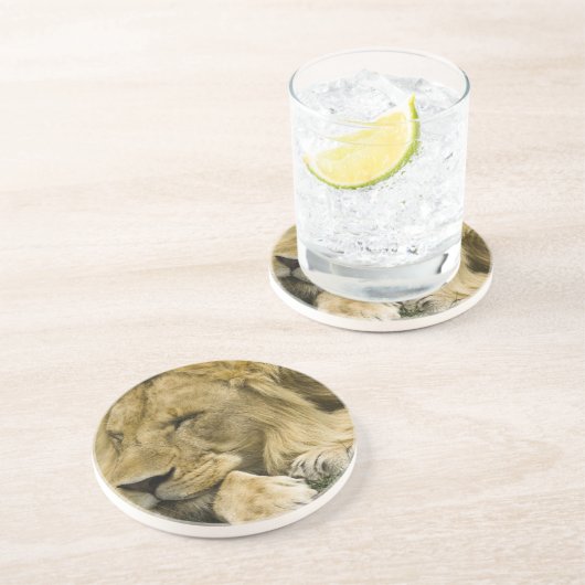 Afrikaanse leeuw, Panthera leo, in slaap gevallen Zandsteen Onderzetter (Zijkant)