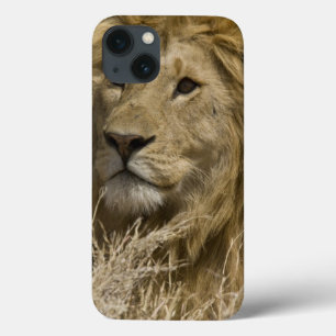 Afrikaanse Leeuw, Panthera leo, Portret van een Case-Mate iPhone Case