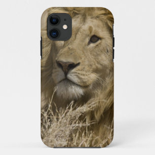 Afrikaanse Leeuw, Panthera leo, Portret van een Case-Mate iPhone Case