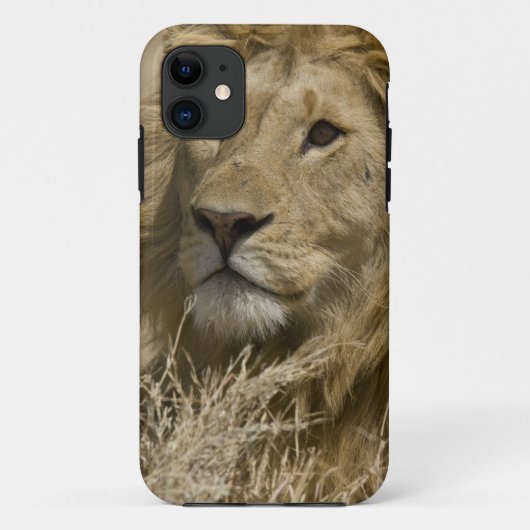 Afrikaanse Leeuw, Panthera leo, Portret van een Case-Mate iPhone Case (Achterkant)