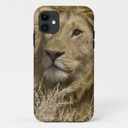 Afrikaanse Leeuw, Panthera leo, Portret van een Case-Mate iPhone Case (Achterkant)