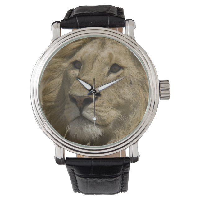 Afrikaanse Leeuw, Panthera leo, Portret van een Horloge (Voorkant)