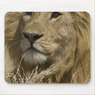 Afrikaanse Leeuw, Panthera leo, Portret van een Muismat