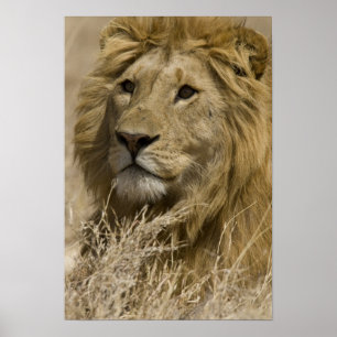 Afrikaanse Leeuw, Panthera leo, Portret van een Poster