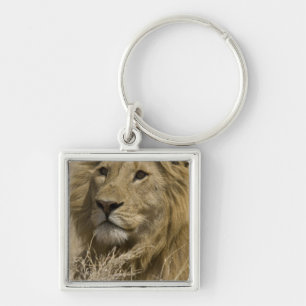 Afrikaanse Leeuw, Panthera leo, Portret van een Sleutelhanger