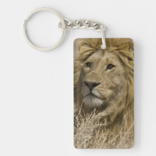 Afrikaanse Leeuw, Panthera leo, Portret van een Sleutelhanger