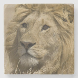 Afrikaanse Leeuw, Panthera leo, Portret van een Stenen Onderzetter