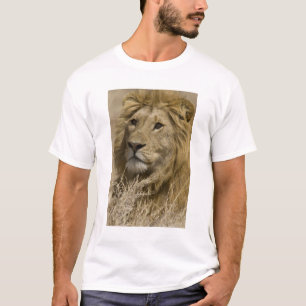 Afrikaanse Leeuw, Panthera leo, Portret van een T-shirt