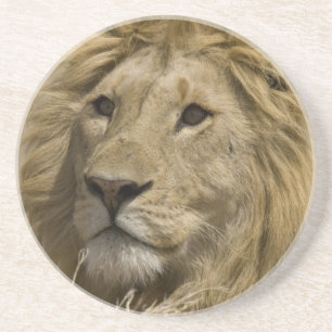 Afrikaanse Leeuw, Panthera leo, Portret van een Zandsteen Onderzetter