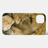 Afrikaanse Leeuw, Panthera leo, slapend liggend Case-Mate iPhone Case (Achterkant (horizontaal))
