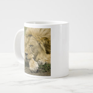 Afrikaanse Leeuw, Panthera leo, slapend liggend Grote Koffiekop