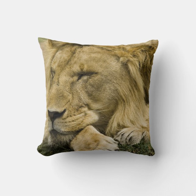 Afrikaanse Leeuw, Panthera leo, slapend liggend Kussen (Voorkant)