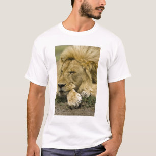Afrikaanse Leeuw, Panthera leo, slapend liggend T-shirt