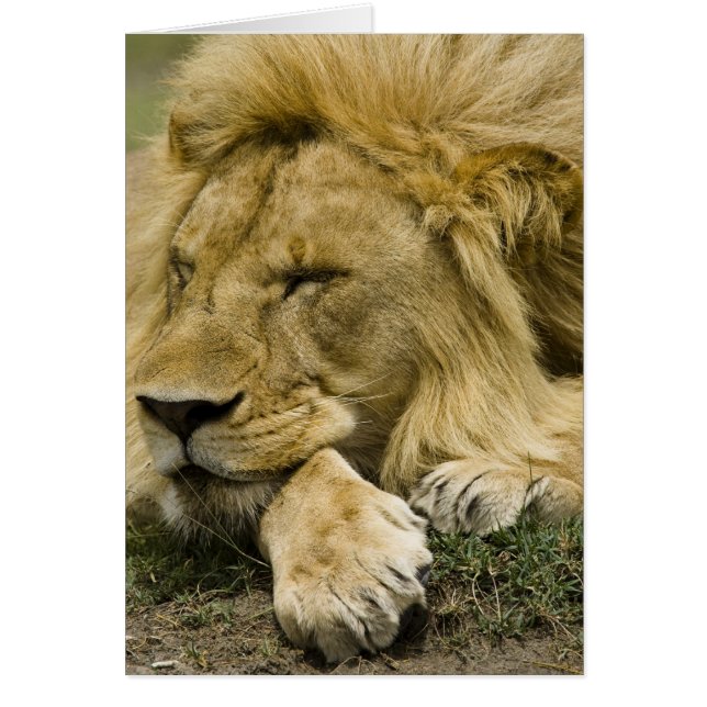 Afrikaanse Leeuw, Panthera leo, slapend op de gron (Voorkant)