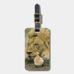 Afrikaanse Leeuw, Panthera leo, slapend op de gron Bagagelabel