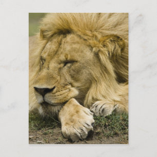 Afrikaanse Leeuw, Panthera leo, slapend op de gron Briefkaart
