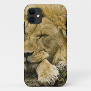 Afrikaanse Leeuw, Panthera leo, slapend op de gron iPhone 11 Hoesje
