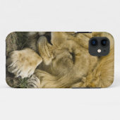 Afrikaanse Leeuw, Panthera leo, slapend op de gron Case-Mate iPhone Case (Achterkant (horizontaal))
