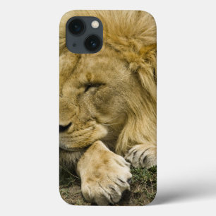 Afrikaanse Leeuw, Panthera leo, slapend op de gron iPhone 13 Hoesje