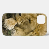 Afrikaanse Leeuw, Panthera leo, slapend op de gron Case-Mate iPhone Case (Achterkant (horizontaal))