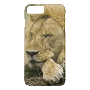 Afrikaanse Leeuw, Panthera leo, slapend op de gron iPhone 8/7 Plus Hoesje