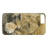 Afrikaanse Leeuw, Panthera leo, slapend op de gron Case-Mate iPhone Case (Achterkant (Horizontaal))