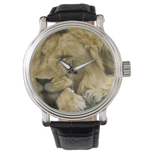 Afrikaanse Leeuw, Panthera leo, slapend op de gron Horloge