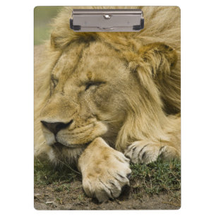 Afrikaanse Leeuw, Panthera leo, slapend op de gron Klembord