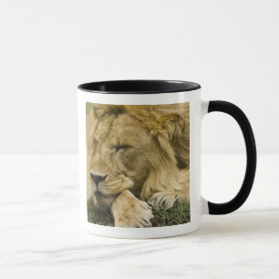 Afrikaanse Leeuw, Panthera leo, slapend op de gron Mok